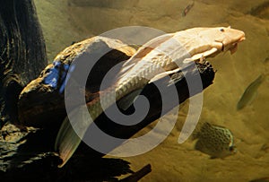 Beautiful white sucker Cat fish in an aquerium