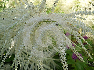 beautiful white summer flower that decorates the garden