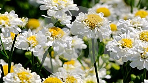 Beautiful white summer flower video