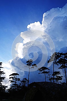 Beautiful white sunlight shining upwards behind an expanse of clouds in a blue sky with a palm tree