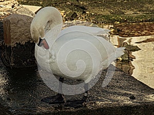 Beautiful, white, swaddle, time, sea, bird, fascinates, sophistication