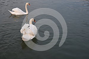 Beautiful white swan.