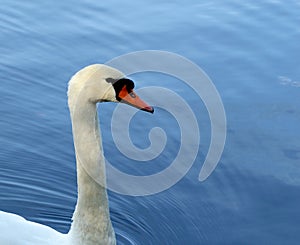 Beautiful white swan