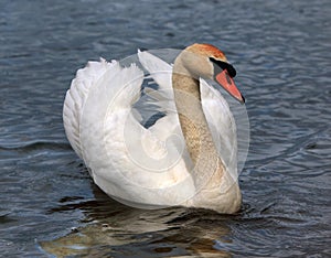 Beautiful white swan