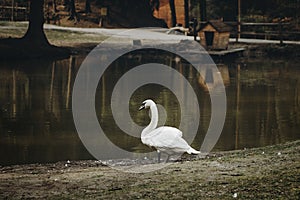 Beautiful white swan bird standing near pond in national wildlife park, swan lake with a wooden house in a countryside village, t