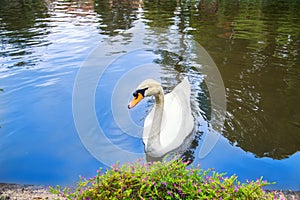 Beautiful white swan in blue lake