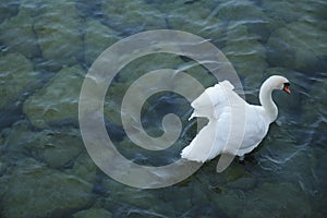 Beautiful white swan on the blue river