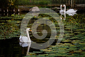 Beautiful white swan close-up in a park on a lake