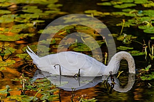 Beautiful white swan close-up in a park on a lake