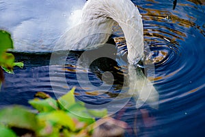 Beautiful white swan close-up in a park on a lake