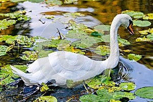 Beautiful white swan close-up in a park on a lake