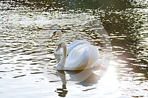 Beautiful white swan couple blue water