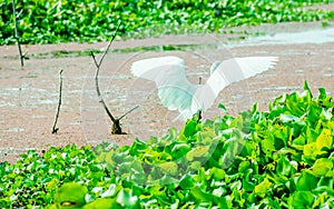 A Beautiful white Swan or Cygnus bird flapping its wings on the lake field with floating aquatic plant in Kumarakom Bird Sanctuary