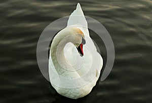 Beautiful White Swan In Dark Pond