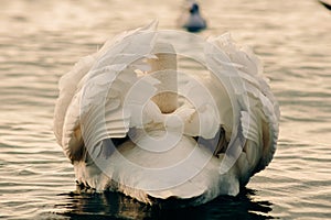A beautiful white swan dries its plumage of wings and swims in calm calm water into the depths of the sea.