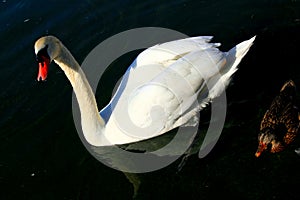 Beautiful white swan and a duck on Lake Geneva in Lausanne, Switzerland