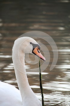 A Beautiful White Swan Eating Lake Grass