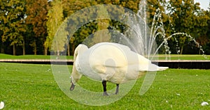 a beautiful white swan eats grass in a park against the backdrop of a fountain