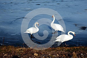 Beautiful white swan family lake romance seasonal postcard selective blue water gently day valentine nature love winter ice