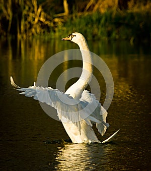 A beautiful white swan flits and swims in the evening sun