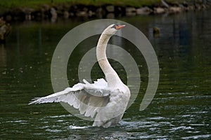 A beautiful white swan flits and swims in the evening sun