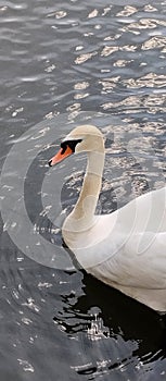 Beautiful white swan floating on the lake.