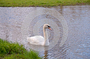 A beautiful white swan. Gracefully longnecked, heavy body and big footed, swimming majestically.