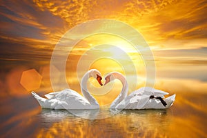 Beautiful White swan in heart shape on lake sunset