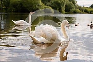 Beautiful white swan on the a lake