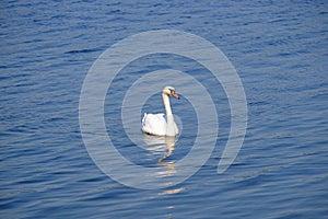 Beautiful white swan on the lake with blue water