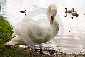 Beautiful white swan on the lake. Cleans wings