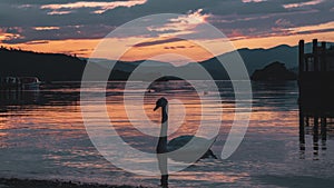 Beautiful white swan on the lake during scenic sunset with rocky mountains in the background