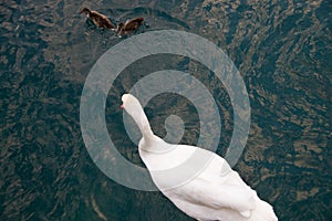 Beautiful white swan with little swan children swim on the lake. Space for text.