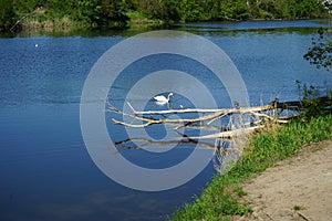 Beautiful white swan, mallard ducks, grey heron and gulls at Wuhlesee lake in May. Berlin, Germany