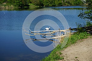 Beautiful white swan, mallard ducks, grey heron and gulls at Wuhlesee lake in May. Berlin, Germany