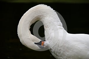 Beautiful white swan portrait