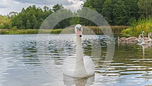 Beautiful white swan with red beak floating on lake.