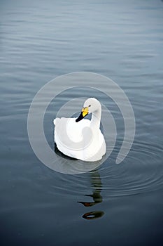 A beautiful white swan resting in the water.