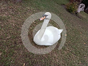 Beautiful white swan roaming for food