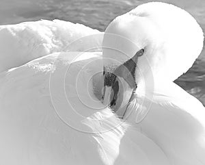 The beautiful white swan