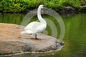 Beautiful white swan is standing on a stone in Sophia Park in Uman, Ukraine