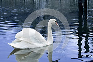 Beautiful white swan
