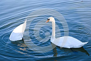 Beautiful white swan swimming while another one is hunting a fish in Danube River