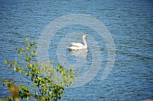 Beautiful white swan swimming in blue lake water with long neck and powerful orange or yellow beak. Branches and green leaves
