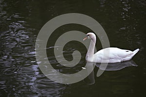 Beautiful white Swan