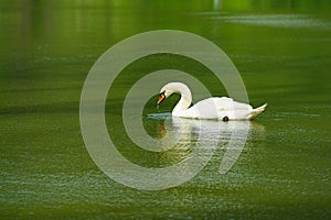 Beautiful white swan swimming on lake