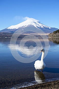 A beautiful white swan swimming in the lake