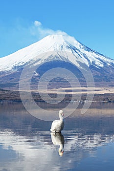 A beautiful white swan swimming in the lake