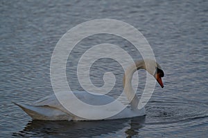 Beautiful white swan swimming and looking for food under water in the lake