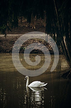 Beautiful white swan swimming in a pond at British wildlife park
